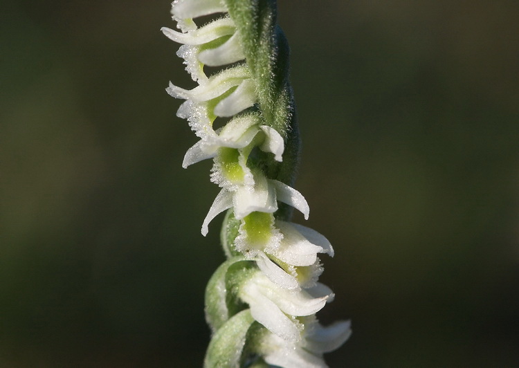 Spiranthes spiralis